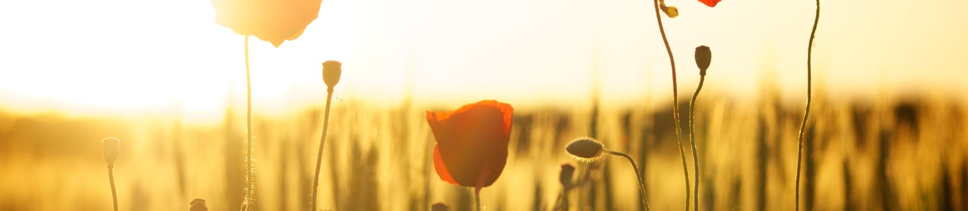 Poppy Field