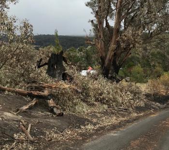 Bushfire Clearing