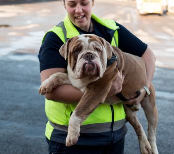 Pound dog
