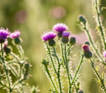 Thistle weeds