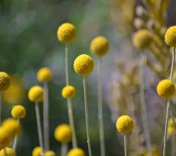 native vegetation