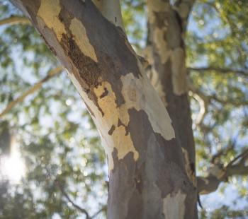 native tree