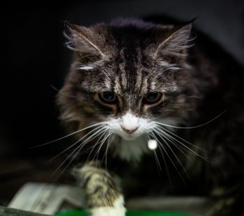 Pound Cat