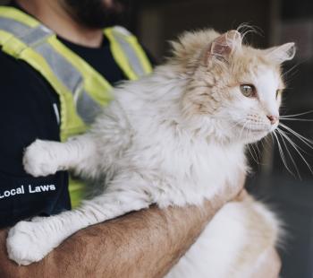 Pound Cat