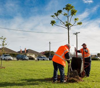 Council Staff - Trees