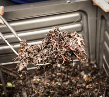 Environment Worm Farm