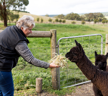 Made in Latrobe Icon Serenity Alpacas