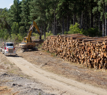 logging, timber plantation and machinery