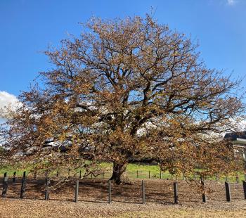 Quercus robur