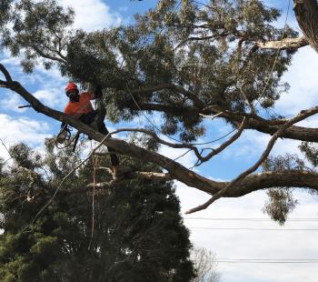 Tree Maintenance