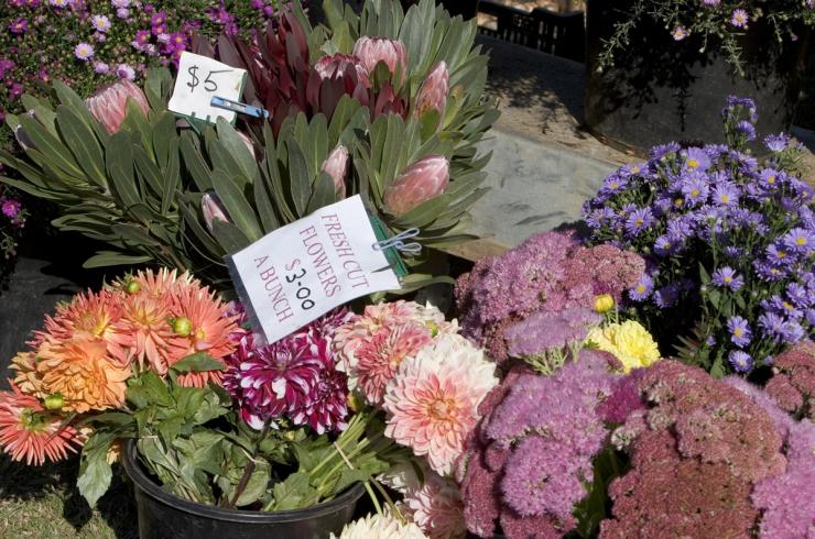 Flowers for purchase at the Hill End Market