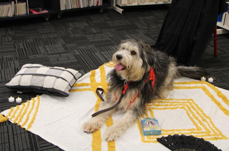 Cute fluffy dog on a yellow blanket with a pack of dog tarot cards at her paws