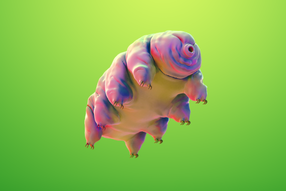 Moss Piglet Banner 