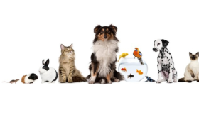Celebration of pets