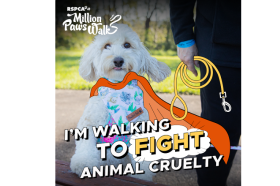 Million paws