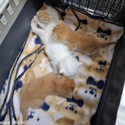 21114, 21115, 21116, 21117