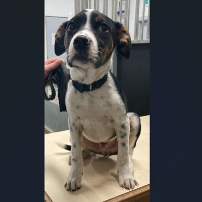 Dog/Male/Cross Breed