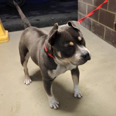 American Staffy Cross
