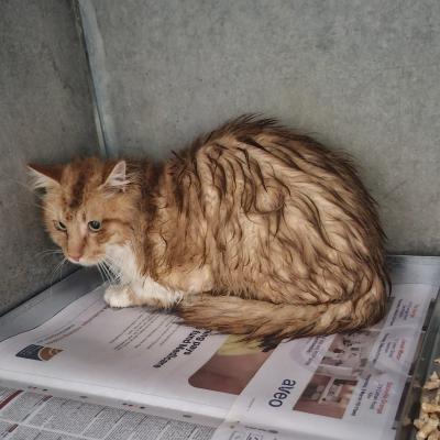 Ginger Cat