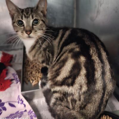Tabby Cat